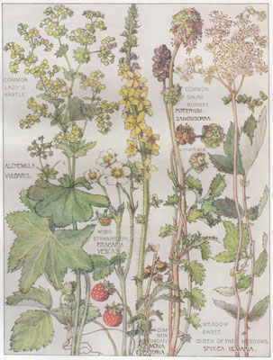 Common Lady's Mantle, Wood Strawberry, Common Agrimony, Common Salad Burnet, Meadow Sweet